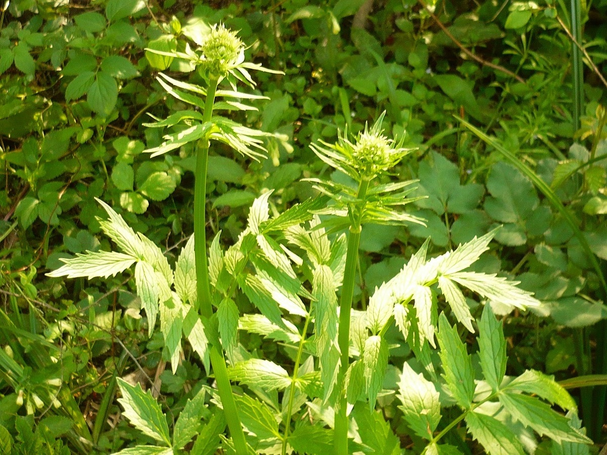 Valeriana officinalis subsp. sambucifolia (Caprifoliaceae)